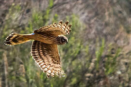 Hen Harrier