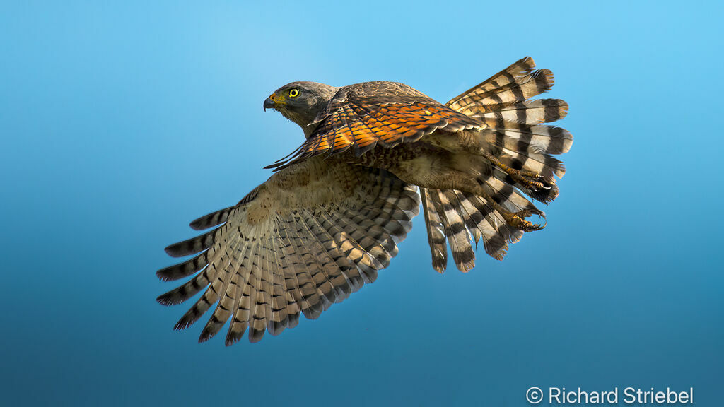 Roadside Hawk