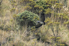 Black-chested Buzzard-Eagle
