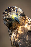 Galapagos Hawk