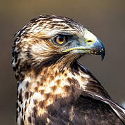 Galapagos Hawk