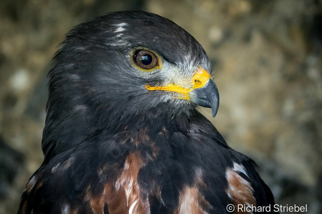 Jackal Buzzard