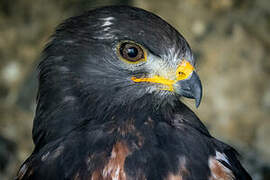 Jackal Buzzard