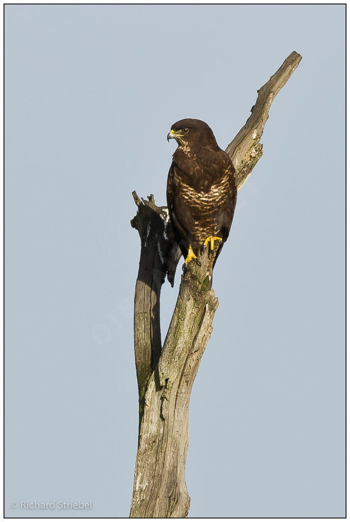 Buse variable