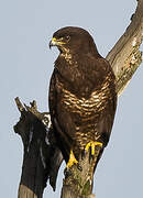 Common Buzzard