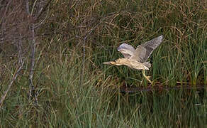 Eurasian Bittern