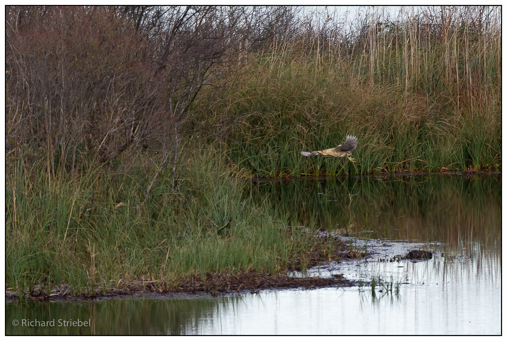 Eurasian Bittern