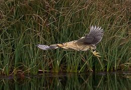 Eurasian Bittern