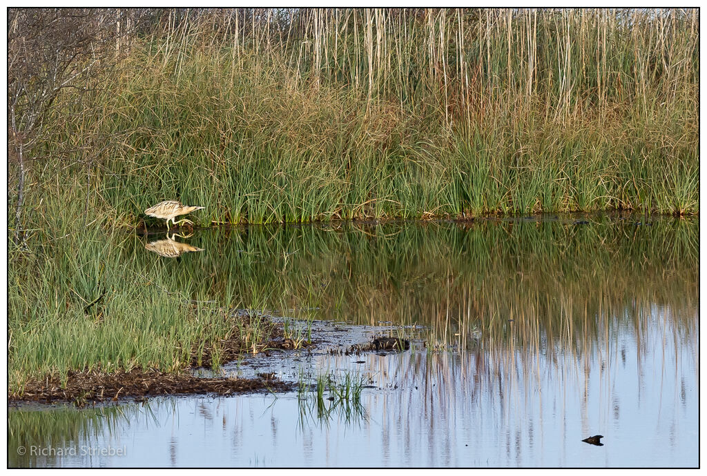 Eurasian Bittern