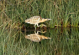 Eurasian Bittern