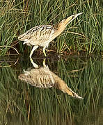 Eurasian Bittern