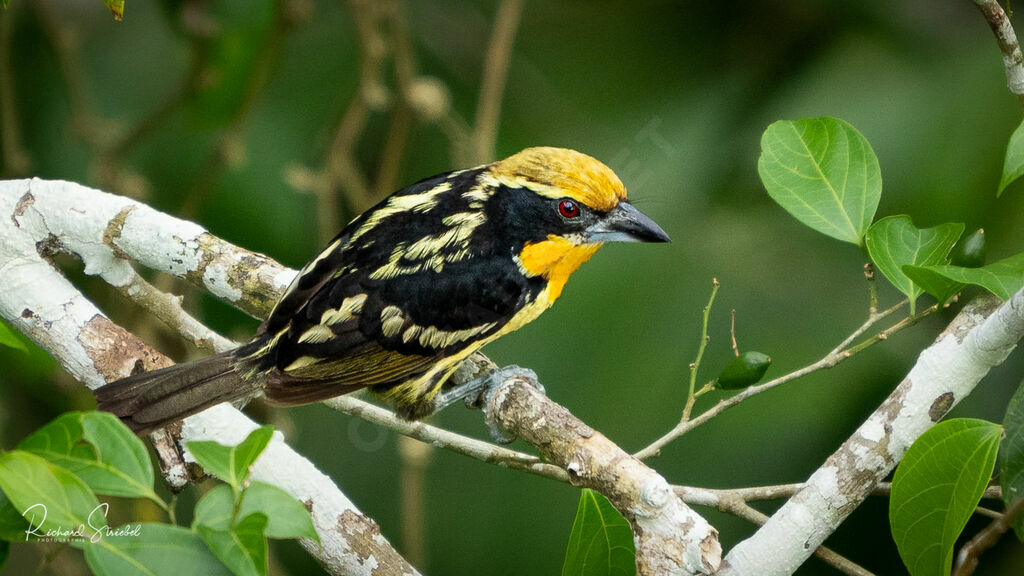 Gilded Barbet male adult