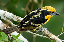 Gilded Barbet