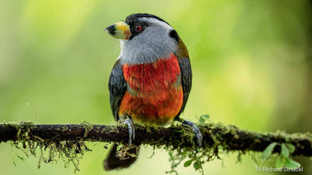 Cabézon toucan