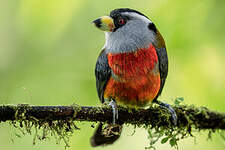 Cabézon toucan