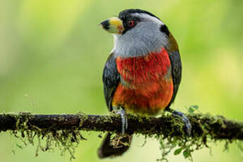 Cabézon toucan