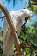 Sulphur-crested Cockatoo