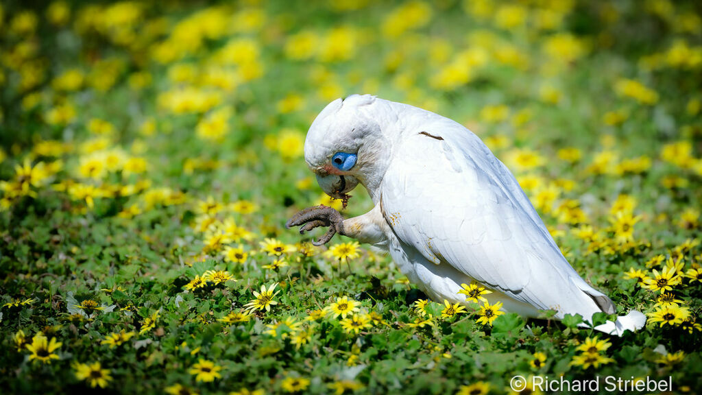 Little Corella