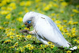 Little Corella