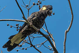 Yellow-tailed Black Cockatoo