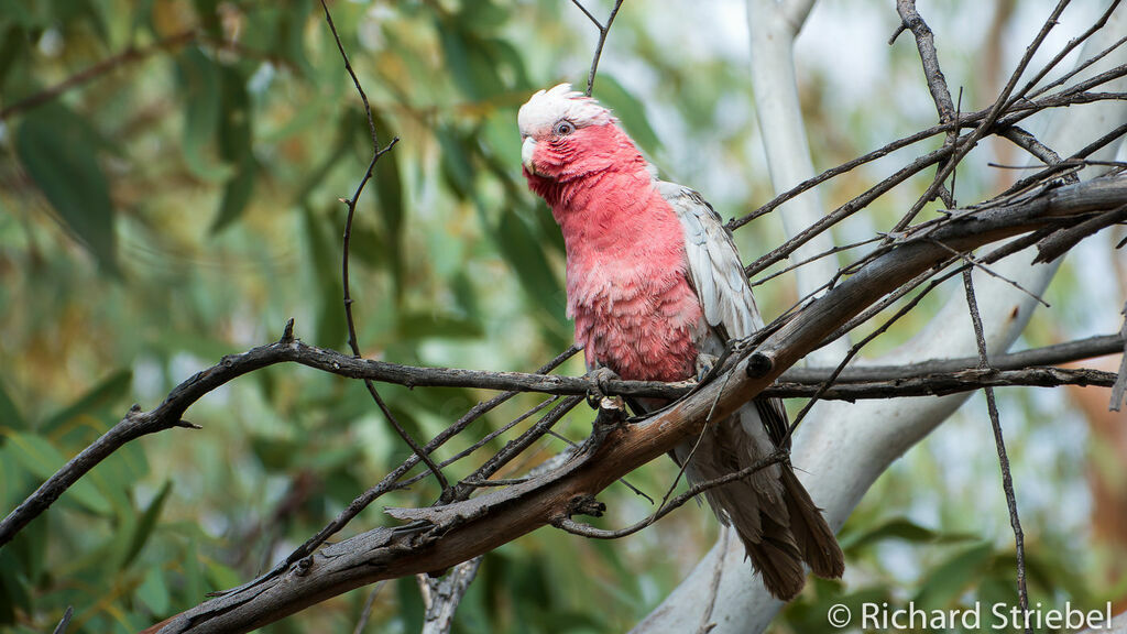 Galah