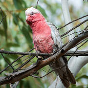 Galah