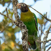 Brown-hooded Parrot