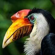 Wrinkled Hornbill