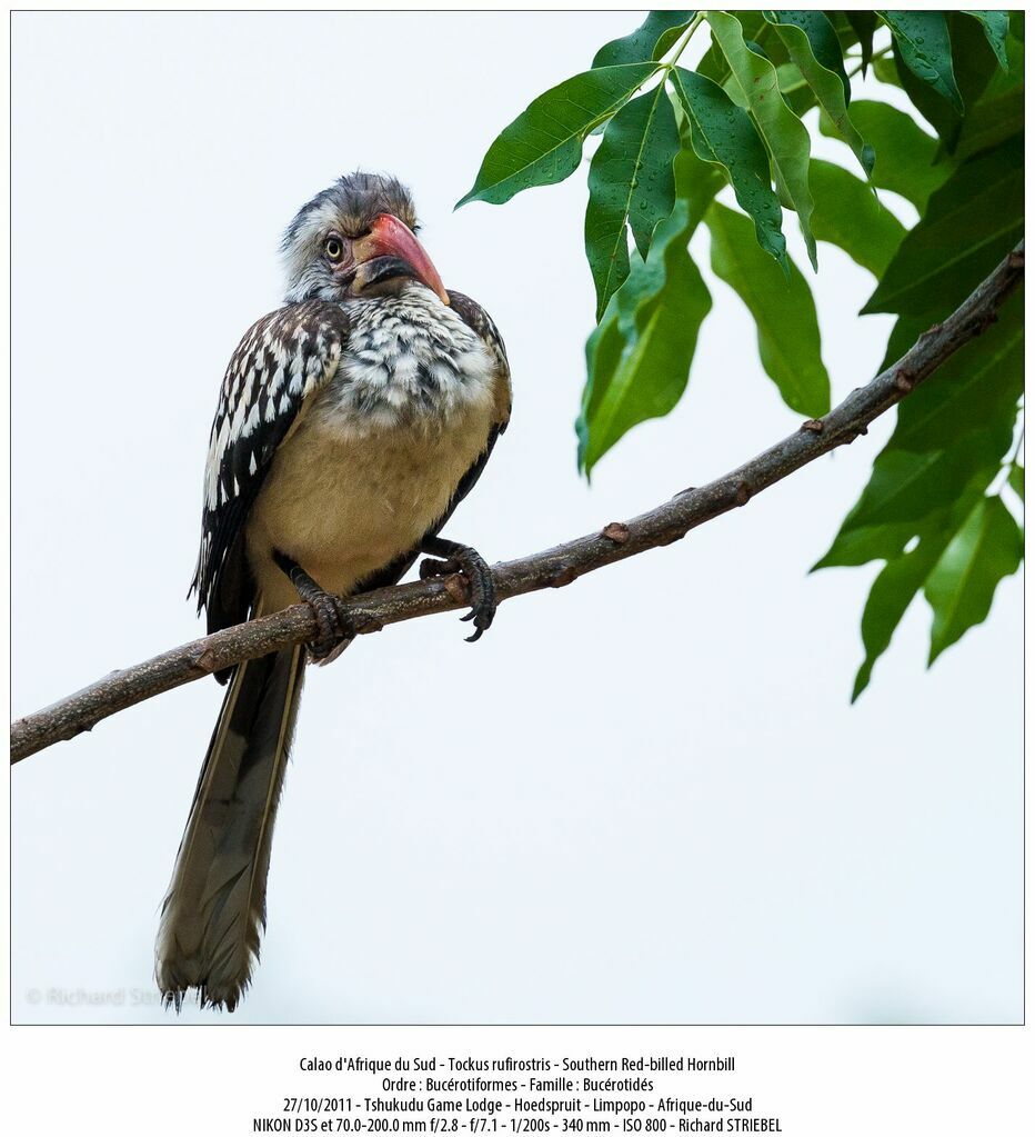 Southern Red-billed Hornbill