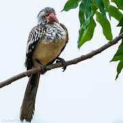 Southern Red-billed Hornbill