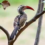 Southern Red-billed Hornbill