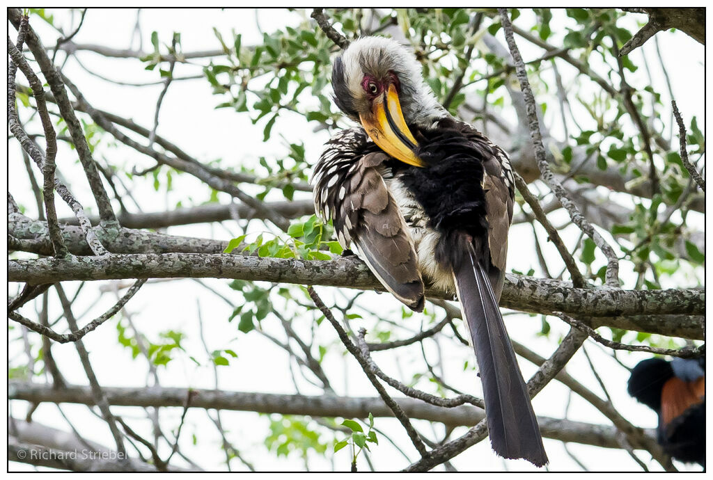 Southern Yellow-billed Hornbill