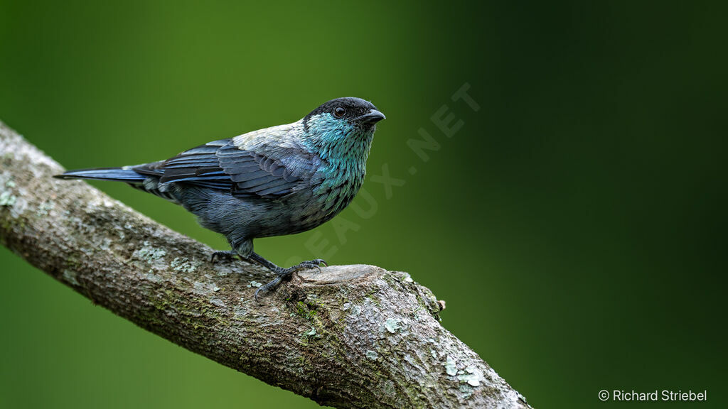 Black-capped Tanager
