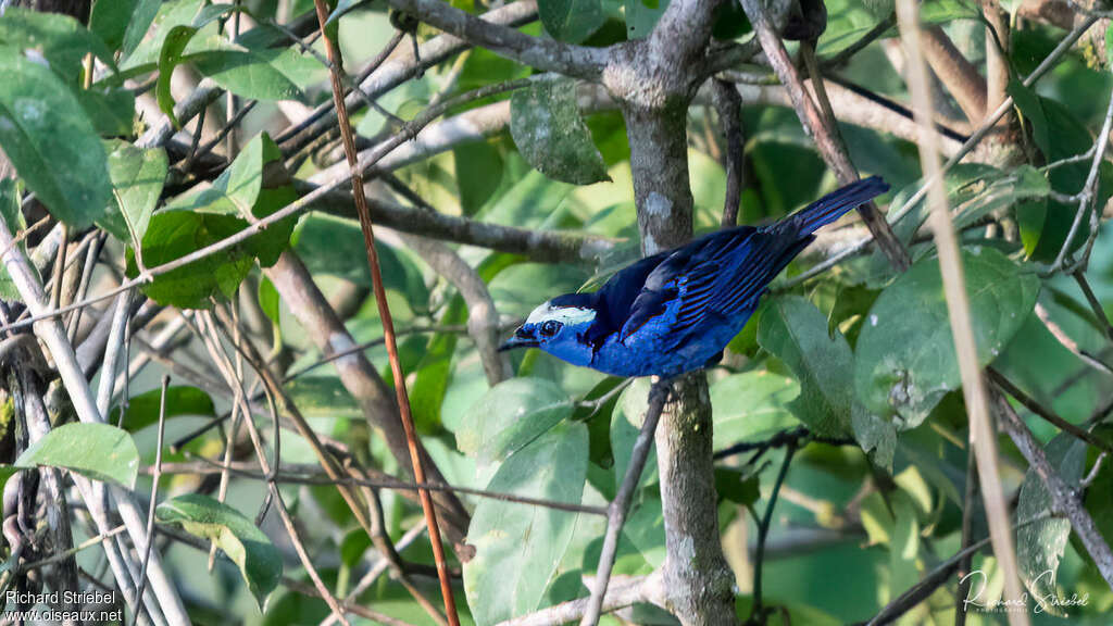 Opal-crowned Tanager