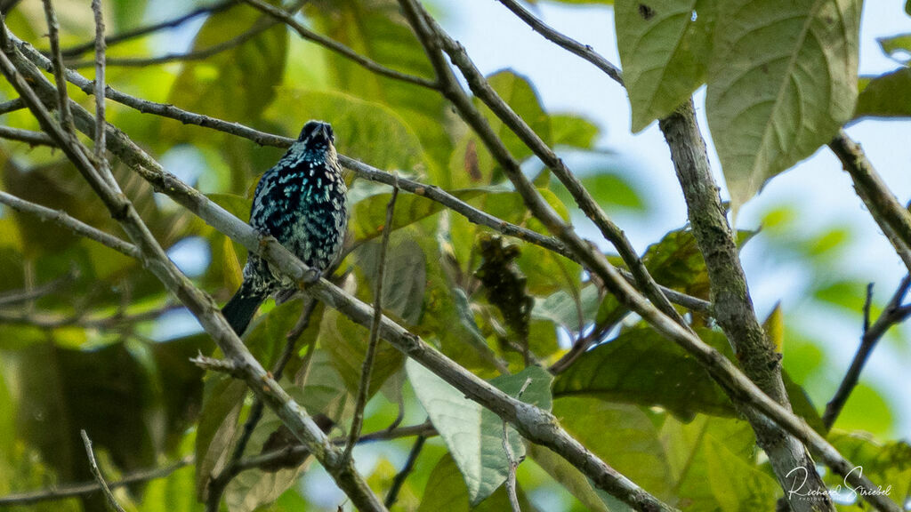 Beryl-spangled Tanager