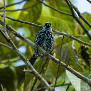 Beryl-spangled Tanager