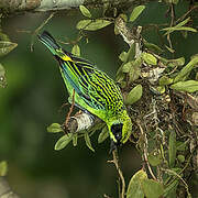 Green-and-gold Tanager