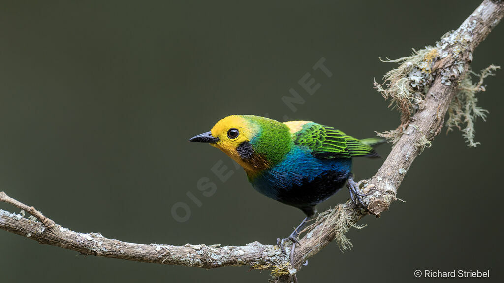 Multicolored Tanager male