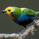Calliste multicolore