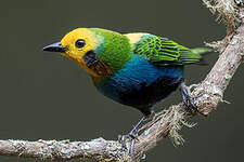 Calliste multicolore