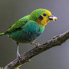 Calliste multicolore