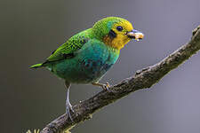 Calliste multicolore