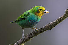 Calliste multicolore