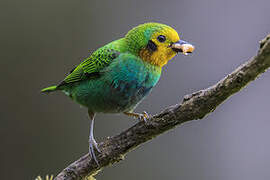 Multicolored Tanager