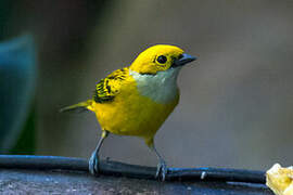 Silver-throated Tanager