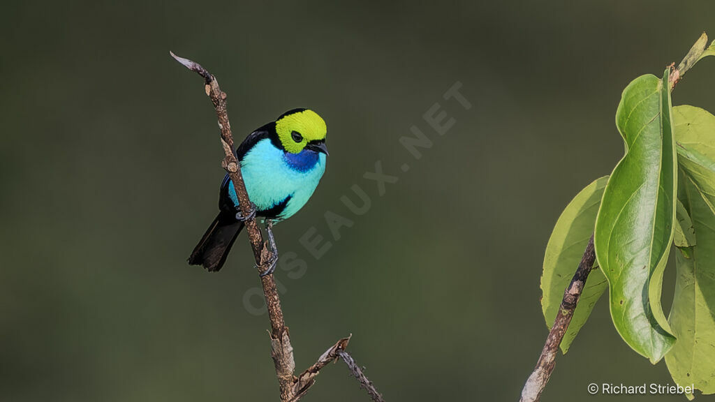 Paradise Tanager