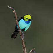 Paradise Tanager
