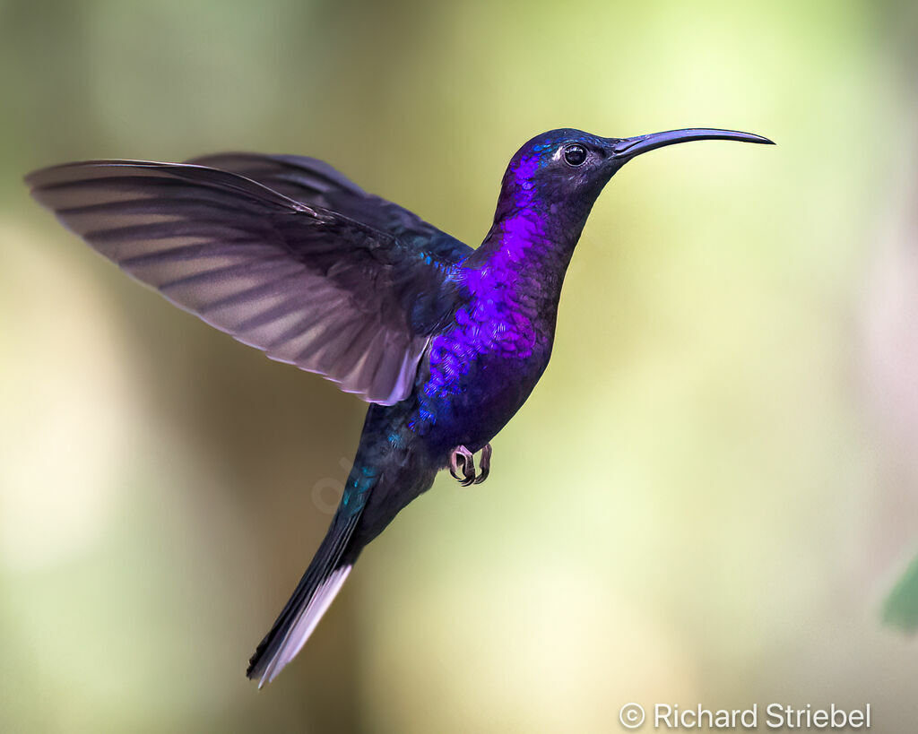 Campyloptère violet