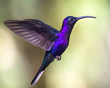 Violet Sabrewing