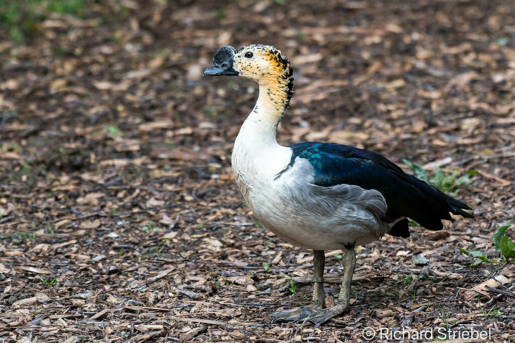 Canard à bosse